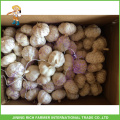 Fresh Garlic 5.0cm 5.5cm Pure White